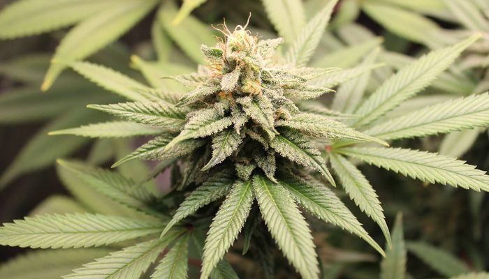 Top 5 des variétés de cannanbis les plus fortes