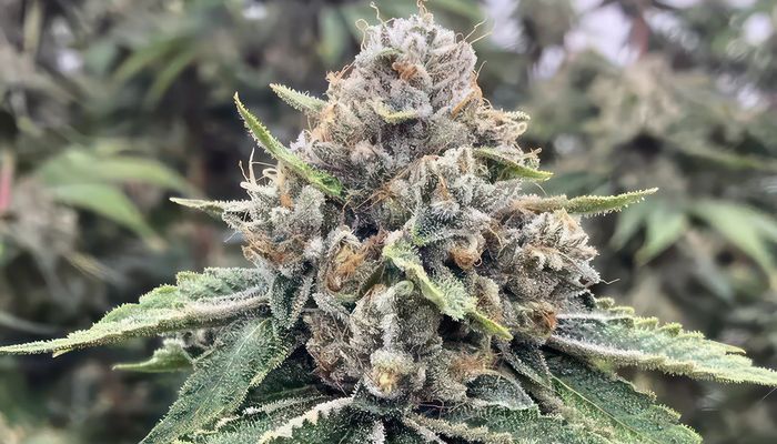 Godfather OG, la weed la plus forte du monde