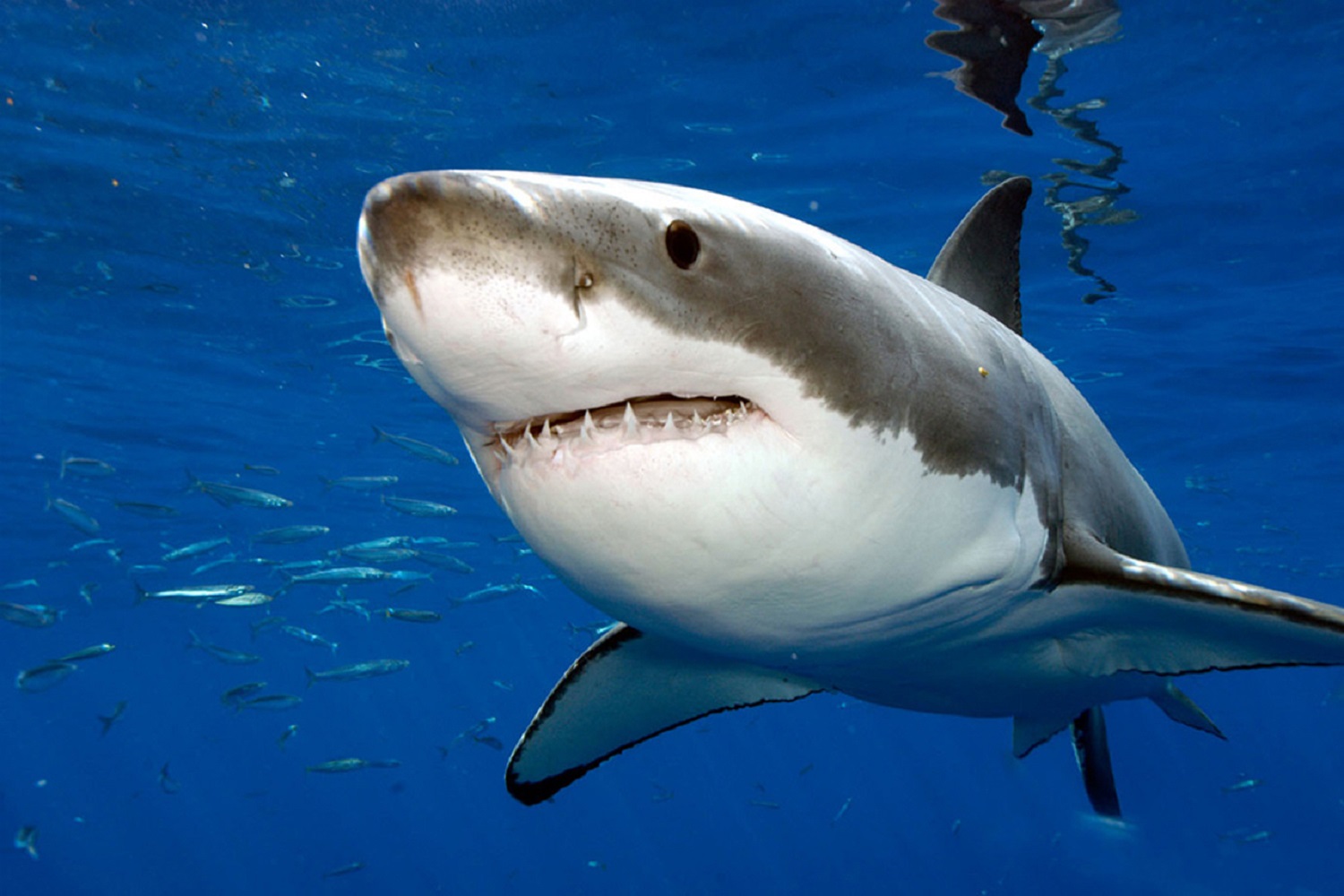 Grand requin blanc