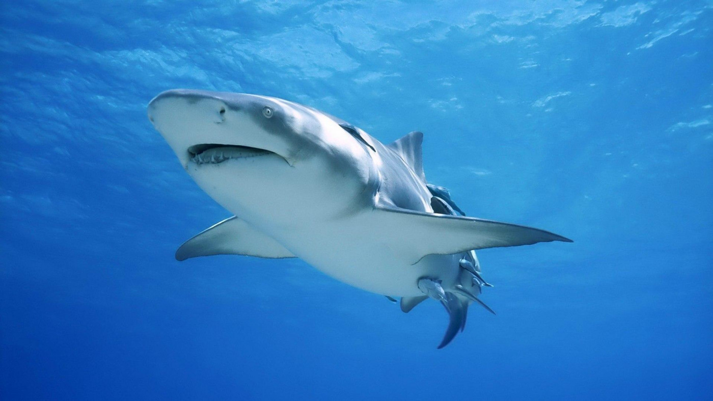Requin bouledogue