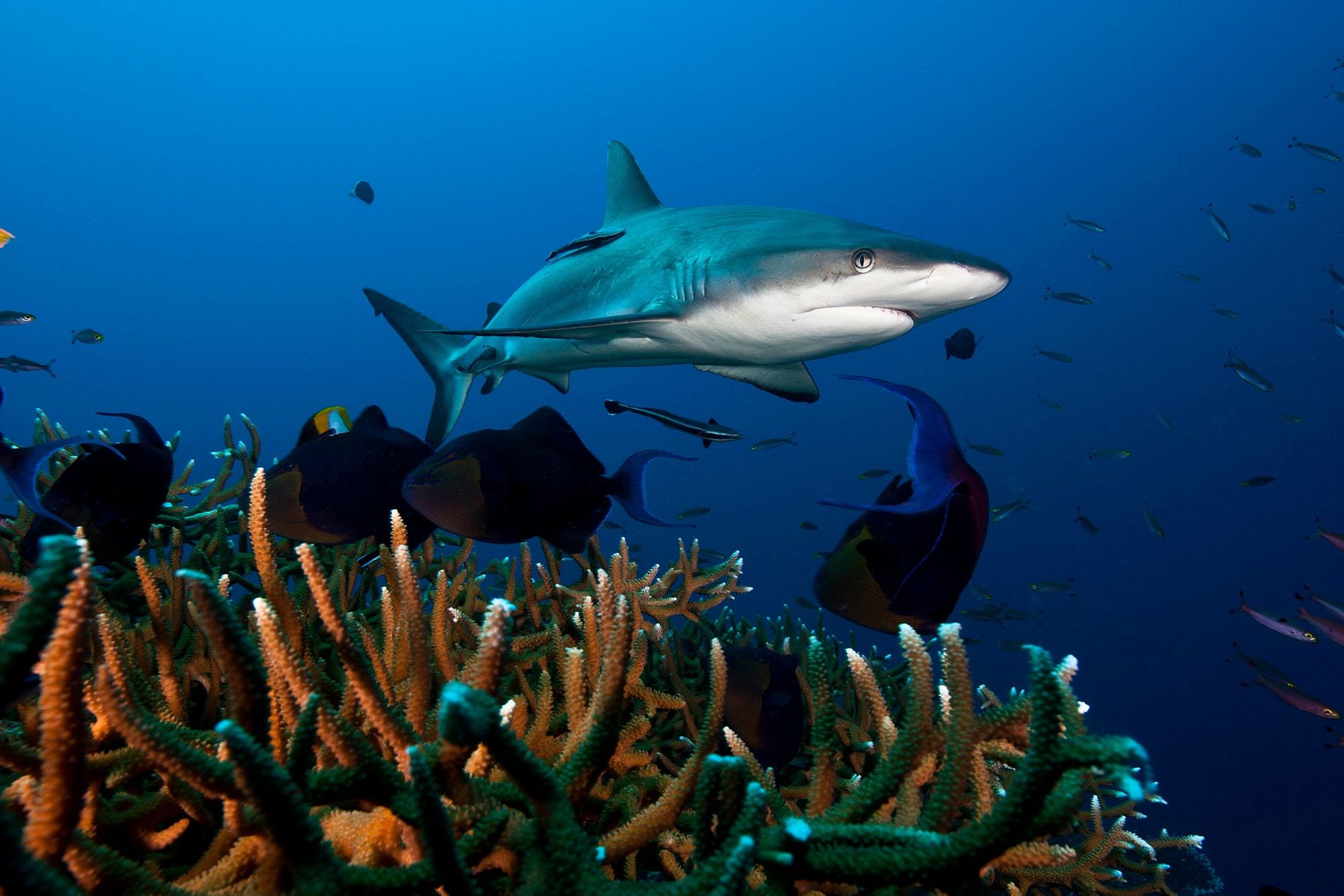 Requin gris de récif