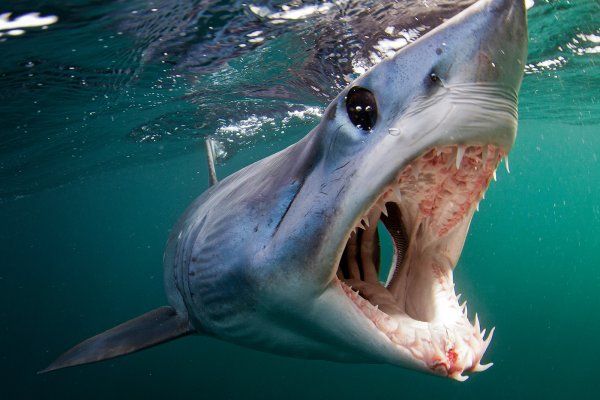 Requin mako