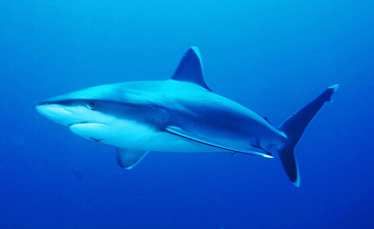 Requin océanique à pointe blanche