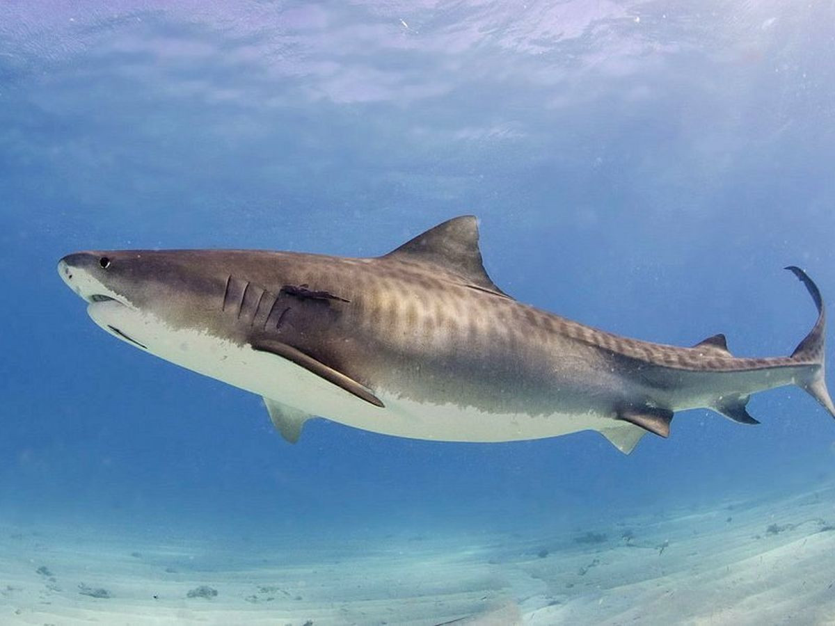 Requin tigre