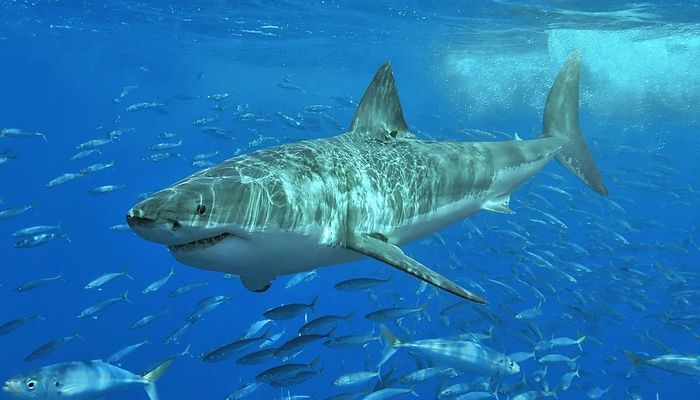 Top 6 des requins les plus dangereux et mortels pour l'homme